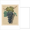 Pomona Britannica: No. 52 - Black Prince Grape, 1809 by George Brookshaw