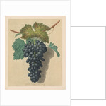 Pomona Britannica: No. 52 - Black Prince Grape, 1809 by George Brookshaw