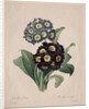 Primula auricula, 1827 by Henry Joseph Redouté