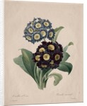 Primula auricula, 1827 by Henry Joseph Redouté