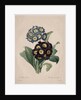 Primula auricula, 1827 by Henry Joseph Redouté