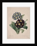 Primula auricula, 1827 by Henry Joseph Redouté