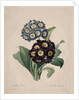 Primula auricula, 1827 by Henry Joseph Redouté