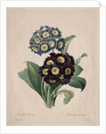 Primula auricula, 1827 by Henry Joseph Redouté