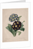 Primula auricula, 1827 by Henry Joseph Redouté