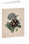 Primula auricula, 1827 by Henry Joseph Redouté
