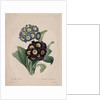 Primula auricula, 1827 by Henry Joseph Redouté