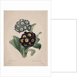 Primula auricula, 1827 by Henry Joseph Redouté