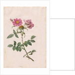 Rosa Collina Monsoniana, 1817-1824 by Henry Joseph Redouté