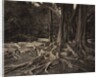 Rubber Tree, Assam, India, c.1880s by Charles T. Scowen