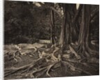 Rubber Tree, Assam, India, c.1880s by Charles T. Scowen