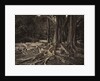 Rubber Tree, Assam, India, c.1880s by Charles T. Scowen