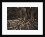 Rubber Tree, Assam, India, c.1880s by Charles T. Scowen