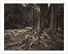 Rubber Tree, Assam, India, c.1880s by Charles T. Scowen