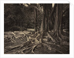 Rubber Tree, Assam, India, c.1880s by Charles T. Scowen