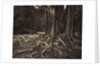 Rubber Tree, Assam, India, c.1880s by Charles T. Scowen
