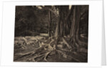 Rubber Tree, Assam, India, c.1880s by Charles T. Scowen