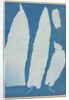 Scolopendrium Vulgare, 1852-1854 by Anna Atkins