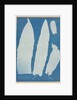 Scolopendrium Vulgare, 1852-1854 by Anna Atkins