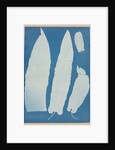 Scolopendrium Vulgare, 1852-1854 by Anna Atkins