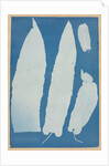 Scolopendrium Vulgare, 1852-1854 by Anna Atkins