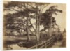 Scotch Firs, Hawkhurst, 1853 by Benjamin Brecknell Turner