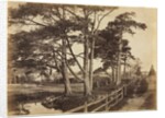 Scotch Firs, Hawkhurst, 1853 by Benjamin Brecknell Turner