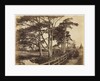 Scotch Firs, Hawkhurst, 1853 by Benjamin Brecknell Turner