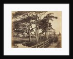Scotch Firs, Hawkhurst, 1853 by Benjamin Brecknell Turner