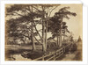 Scotch Firs, Hawkhurst, 1853 by Benjamin Brecknell Turner