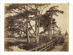 Scotch Firs, Hawkhurst, 1853 by Benjamin Brecknell Turner