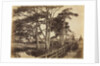 Scotch Firs, Hawkhurst, 1853 by Benjamin Brecknell Turner