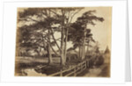 Scotch Firs, Hawkhurst, 1853 by Benjamin Brecknell Turner