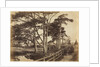 Scotch Firs, Hawkhurst, 1853 by Benjamin Brecknell Turner
