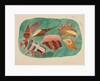 Shells in Seaweed by Mary Altha Nims