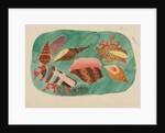 Shells in Seaweed by Mary Altha Nims