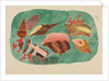 Shells in Seaweed by Mary Altha Nims