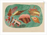 Shells in Seaweed by Mary Altha Nims