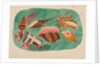 Shells in Seaweed by Mary Altha Nims
