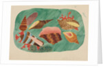 Shells in Seaweed by Mary Altha Nims