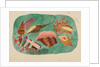 Shells in Seaweed by Mary Altha Nims