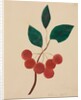 Siberian Apple by Mary Altha Nims