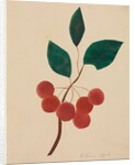 Siberian Apple by Mary Altha Nims