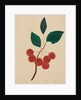 Siberian Apple by Mary Altha Nims