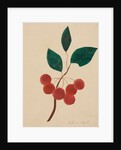 Siberian Apple by Mary Altha Nims