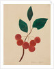 Siberian Apple by Mary Altha Nims