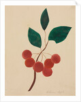 Siberian Apple by Mary Altha Nims