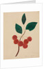 Siberian Apple by Mary Altha Nims