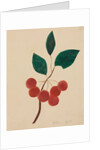 Siberian Apple by Mary Altha Nims