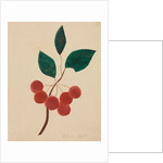 Siberian Apple by Mary Altha Nims